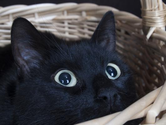 Pomoc! Moje kočka je asi obézní